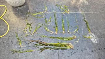Vallisneria stekken stekjes aquarium plant beschikbaar voor biedingen
