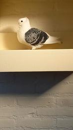 Te koop gevraagd oud duitse meeuwen, Meerdere dieren, Overige soorten