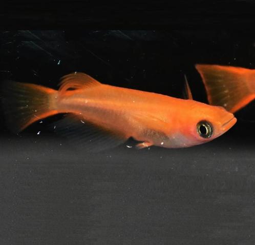 Medaka Panda Orange - Japanse Rijstvis eitjes te koop, Dieren en Toebehoren, Vissen | Aquariumvissen, Vis