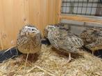 Jonge Japanse kwartel hennen., Dieren en Toebehoren, Pluimvee, Vrouwelijk, Overige soorten