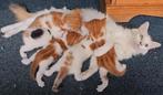 Halve Maine Coon kittens, super lieve pluizeballen, Dieren en Toebehoren, Meerdere dieren, Ontwormd, 0 tot 2 jaar