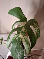 Monstera Albo Stekken, Huis en Inrichting, Kamerplanten, Ophalen of Verzenden, Overige soorten, Minder dan 100 cm