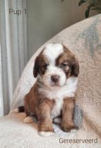 Bulldoodle pups! Labradoodle x Engelse bulldog/labrador, 8 tot 15 weken, Meerdere, Meerdere dieren, Nederland