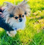 Lieve Bodhi teefje 3 jaar oud zoekt een huisje, Dieren en Toebehoren, Honden | Chihuahua's en Gezelschapshonden, Parvo, Overige rassen