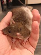 Nestje jonge ratjes, Dieren en Toebehoren, Juli, Meerdere dieren, Rat