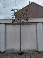 leilinde, actie, Tuin en Terras, Planten | Bomen, Ophalen, Volle zon, Leiboom, 250 tot 400 cm