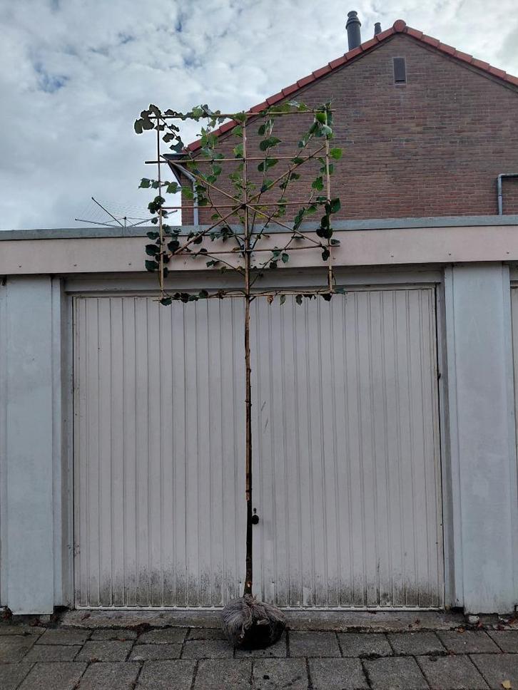 leilinde, actie, Tuin en Terras, Planten | Bomen, Leiboom, 250 tot 400 cm, Volle zon, Ophalen
