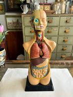 Anatomisch torso model, educatief menselijk lichaam., Antiek en Kunst, Ophalen of Verzenden