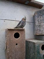 Jonge wildkleur valkparkiet. Om tam te maken geschikt., Geslacht onbekend, Parkiet, Tam