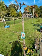 Geënte Walnoot, Tuin en Terras, Planten | Bomen, Ophalen of Verzenden, Volle zon, Overige soorten