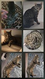 Zwart/grijs panter print gevlekt gesteept Europees kort haar, Dieren en Toebehoren, Kater, Kortharig, 0 tot 2 jaar