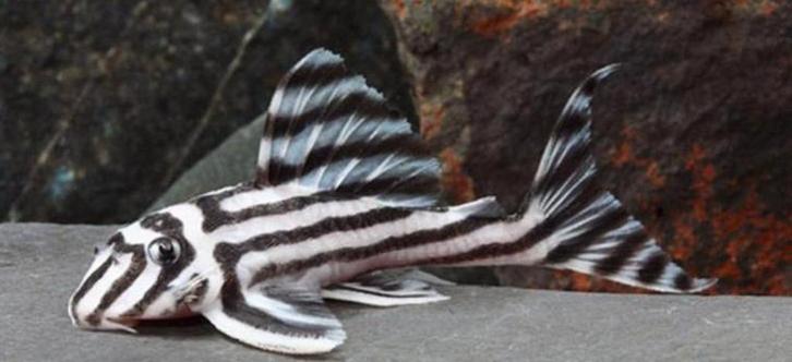 L46 vrouwtjes gevraagd of eventueel koppels/groepje, Dieren en Toebehoren, Vissen | Aquariumvissen, Vis