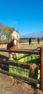 Haflinger ruin 3 jaar, Dieren en Toebehoren, Paarden, Minder dan 160 cm, Met stamboom, Ruin, 3 tot 6 jaar