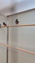 Chamalijster – keuze uit 8 koppels | onverwante vogels, Meerdere dieren, Geringd