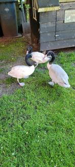 Koppel zwarthals zwanen te koop