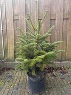 Spar, Tuin en Terras, Planten | Bomen, Ophalen, Volle zon, Overige soorten, 100 tot 250 cm