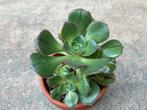 Aeonium Mascaense, Huis en Inrichting, Kamerplanten, Ophalen of Verzenden, Vetplant