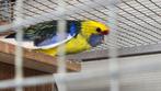 Zoek Bonte Geelbuik rosella, Dieren en Toebehoren, Meerdere dieren, Parkiet