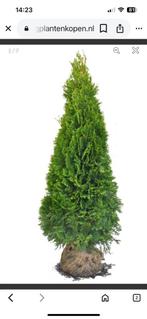 3 stuks coniferen, Ophalen of Verzenden, Conifeer, 100 tot 250 cm