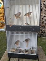 13 zebravinken 4x pop 9x man, Dieren en Toebehoren, Vogels | Overige Vogels, Meerdere dieren