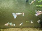 Albino platinum guppies, Dieren en Toebehoren, Vis