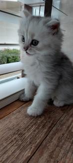 3 lieve half Main Coon half Perzische kittens., Dieren en Toebehoren