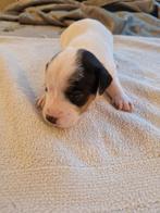 Raszuivere jack russel pups, Dieren en Toebehoren, Rabiës (hondsdolheid), Jack Russell Terriër, 8 tot 15 weken, Meerdere