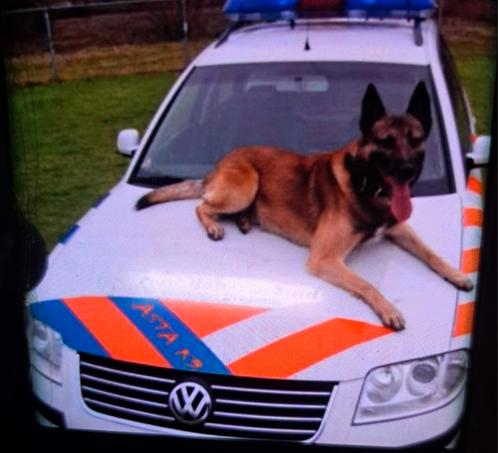 Gezocht herders die dolgraag met een bal willen spelen, Dieren en Toebehoren, Honden | Herdershonden en Veedrijvers, Meerdere dieren