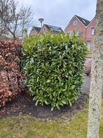 Drie struiken, Tuin en Terras, Ophalen, Overige soorten