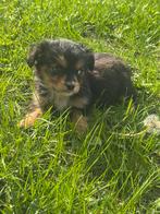 Cavalier x Pomsky, Dieren en Toebehoren, Meerdere, Meerdere dieren, Middel, Nederland