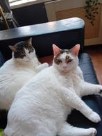 Twee lieve katten Mollie & Droppie zoeken een nieuw thuis, Dieren en Toebehoren, Katten en Kittens | Overige Katten, Poes