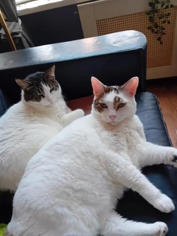 Twee lieve katten Mollie & Droppie zoeken een nieuw thuis beschikbaar voor biedingen