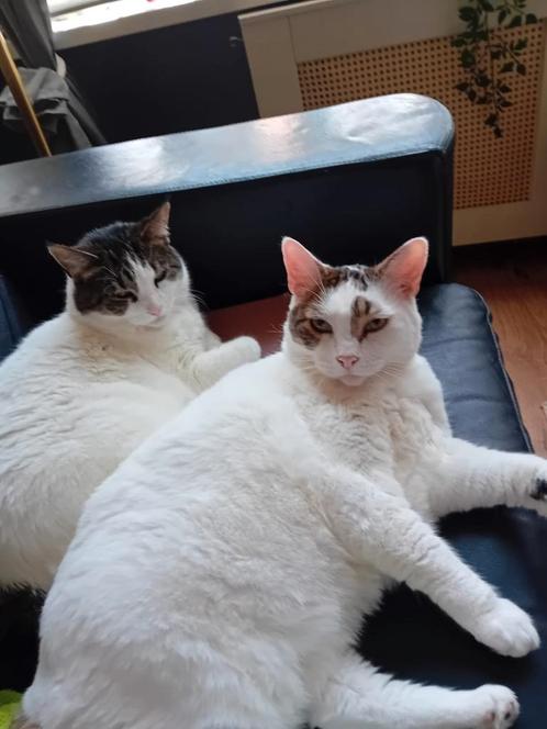 Twee lieve katten Mollie & Droppie zoeken een nieuw thuis, Dieren en Toebehoren, Katten en Kittens | Overige Katten, Poes
