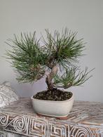 Pinus Thunbergii bonsai, Ophalen of Verzenden, Overige soorten, Halfschaduw