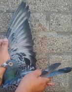 Postduif 100% Gebroeders Janssen., Dieren en Toebehoren, Vogels | Duiven, Mannelijk, Postduif