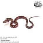 Corn Snake CS. C1. 01. 2025, Slang, Tam, 0 tot 2 jaar