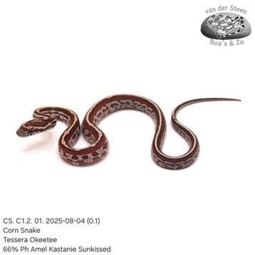 Corn Snake CS. C1. 01. 2025 beschikbaar voor biedingen