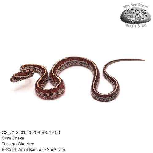 Corn Snake CS. C1. 01. 2025, Dieren en Toebehoren, Reptielen en Amfibieën, Slang, 0 tot 2 jaar, Tam