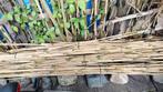 Bamboe stokjes, Tuin en Terras, Palen, Balken en Planken, Ophalen, Zo goed als nieuw, 250 cm of meer, Palen
