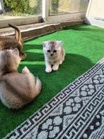 Brits katten, Ophalen of Verzenden