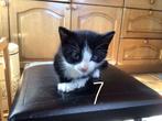 Jonge kittens, Dieren en Toebehoren, Katten en Kittens | Raskatten | Korthaar, Meerdere dieren, Ontwormd, 0 tot 2 jaar