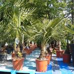 Trachycarpus Fortunei - Waaierpalm g27001, Tuin en Terras, Planten | Tuinplanten, Ophalen of Verzenden