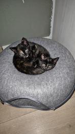 Kittens, Poes