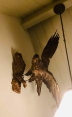 Taxidermie Buizerd, nederlands, bruin, groot, mooi,, Dieren en Toebehoren, Vogels | Overige Vogels, Mannelijk, Roofvogel