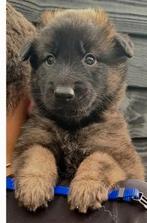 Super leuke Tervuerense herder pups, CDV (hondenziekte), 8 tot 15 weken, Meerdere, Meerdere dieren