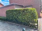 laurierkershaag, Ophalen of Verzenden, Zo goed als nieuw, IJzer, Tuinhek