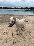 Weiland/weidegang gezocht voor Shetlanders, Dieren en Toebehoren, Stalling en Weidegang, Weidegang, 4 paarden of pony's of meer