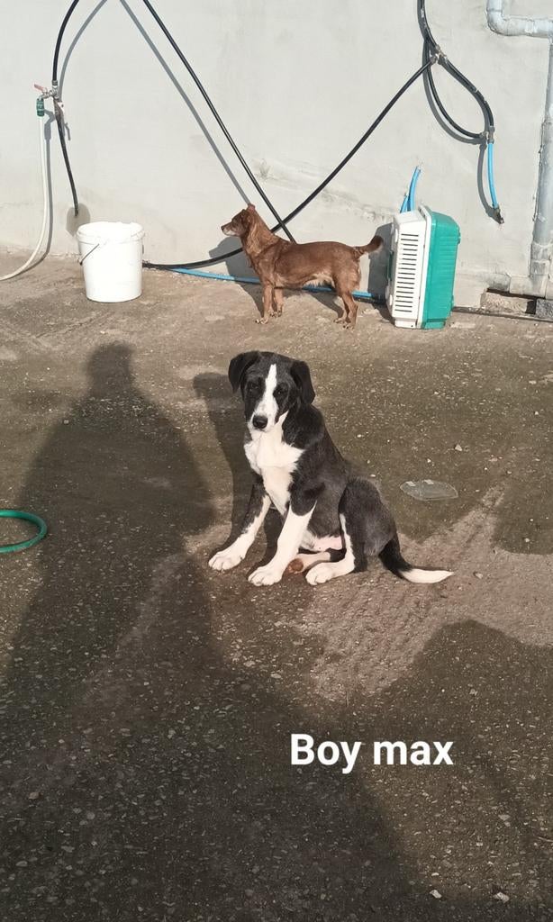 Lieve mooie max, Dieren en Toebehoren, Honden | Niet-rashonden, Middel, Reu, Particulier, Meerdere, Buitenland, 15 weken tot 1 jaar