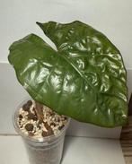 Alocasia Yucatan princess (1), Ophalen of Verzenden, Halfschaduw, Minder dan 100 cm