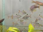 Diverse tropische vissen op voorraad, Dieren en Toebehoren, Vissen | Aquariumvissen, Vis